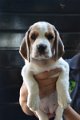Afb_20170721_nala (5)